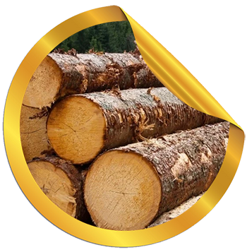 Экспертиза древесины